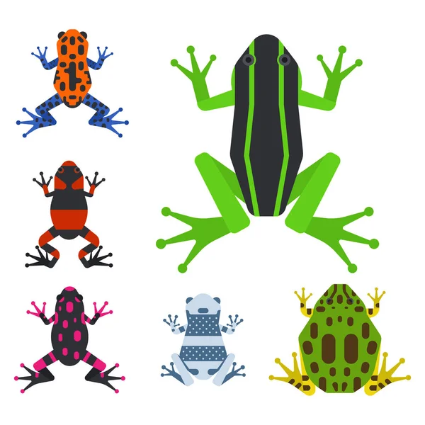 Frog cartoon tropical animal cartoon amphibian mascot character wild vector illustration. — Stock Vector