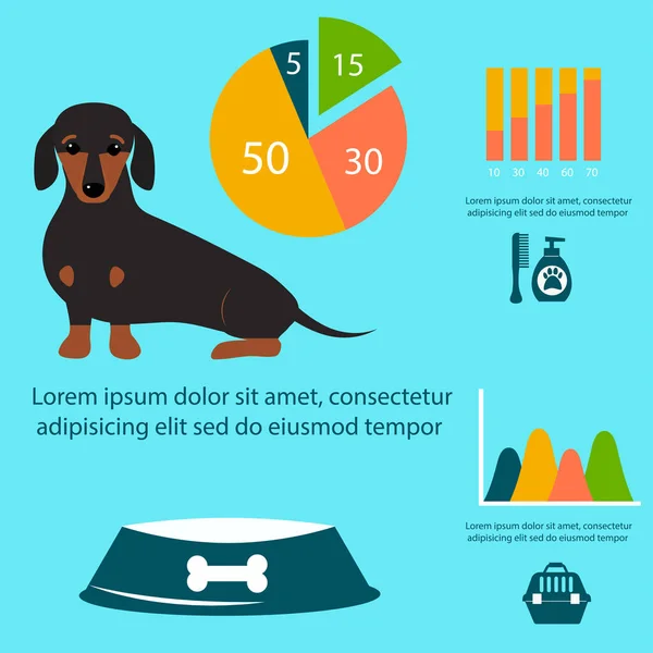 Dachshund cane giocare infografica elementi vettoriali impostare simboli di stile piatto cucciolo domestico animale illustrazione — Vettoriale Stock