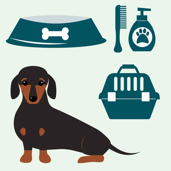 Pequeño cachorro dachshund lindo marrón pura raza mamífero dulce perro joven pedigrí animal raza vector ilustración — Vector de stock
