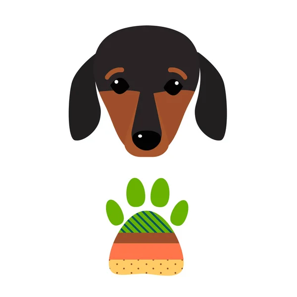 Pequena cabeça de cachorro dachshund mamífero puro cão doce jovem pedigreed animal raça vetor ilustração —  Vetores de Stock