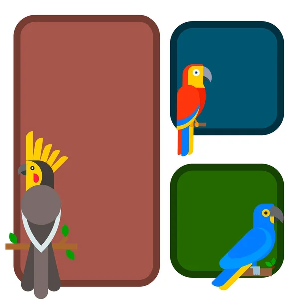 Papagájok, madarak fajta faj állati flayer prospektus jellegű trópusi törpepapagájok oktatás színes kisállat vektoros illusztráció — Stock Vector