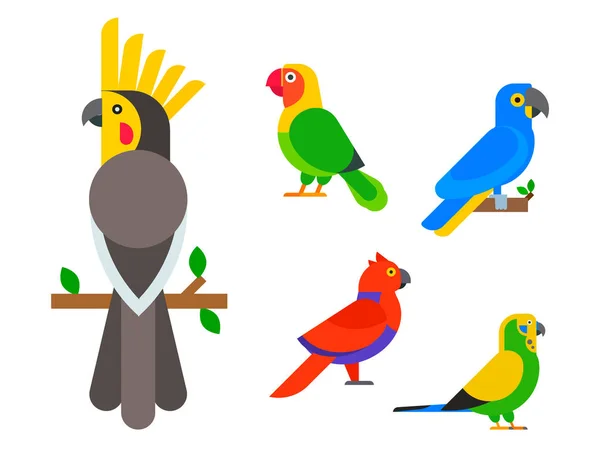 Papoušci, ptáci chovu druhů zvířat přírody tropické papoušky vzdělání barevné domácí vektorové ilustrace — Stockový vektor