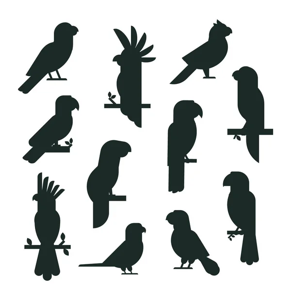 Perroquets oiseaux noir silhouette animal nature tropicale perruches éducation coloré animal vecteur illustration — Image vectorielle