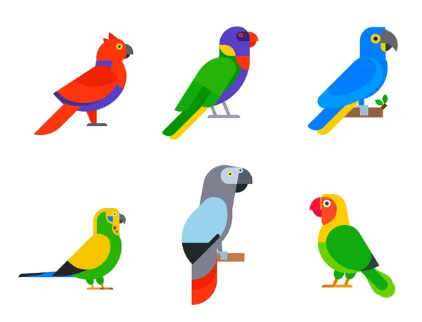 Papugi, ptaki rasy gatunków Natura Tropikalne papugi edukacja ilustracja kolorowy wektor zwierzę — Wektor stockowy