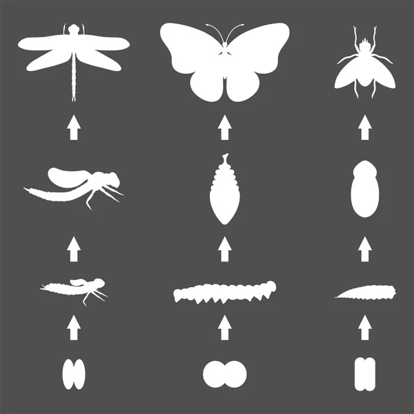 Fly dragonfly silueta fluture emergente din crisalis patru etape moment uimitor despre bug-uri schimba vector de viață a insectelor . — Vector de stoc