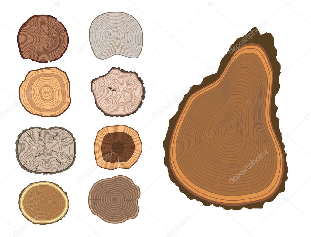 Tree wood trunk slice texture circle cut wooden raw material vector detail plant years history textured rough forest tree top.