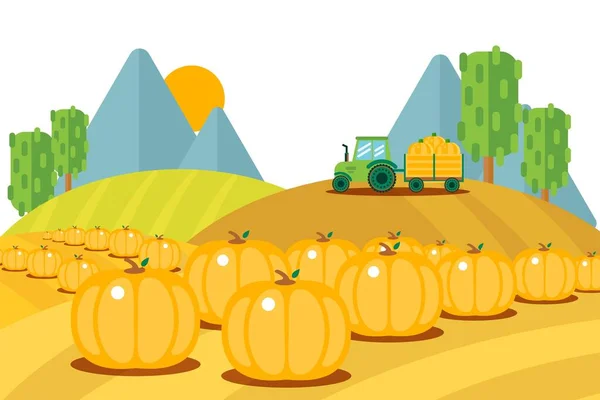 Field harvesting fruits set, ripe pumpkins bunch outside vector illustration. Tractor with trailer carries harvested vegetables — Stock Vector