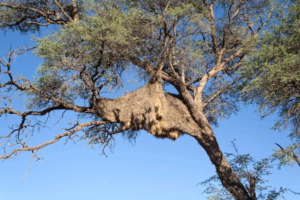 Nid d'oiseaux tisserands dans un arbre, Namibie — Photo