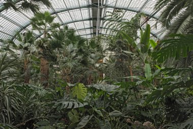 Palm Garden, Frankfurt Almanya büyük palm evde farklı tropikal bitki