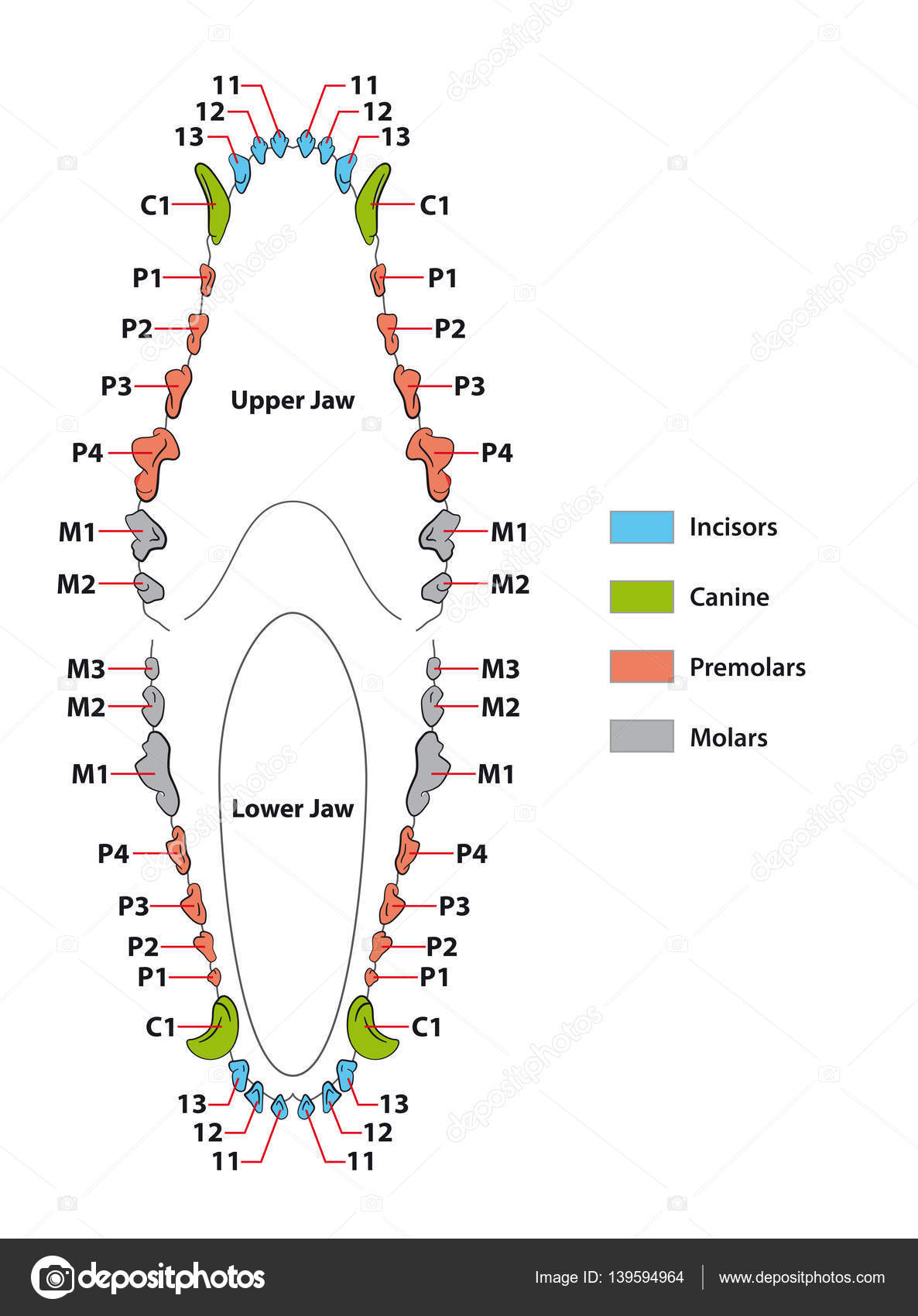 Construction of a dogs teeth dental formula — Stock Vector © Lesniewski