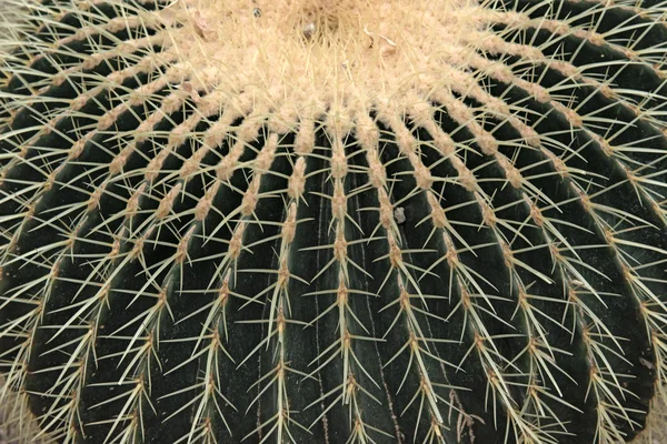 Closeup of Echinocactus Grusonii cactus, cactacea — Stock Photo, Image