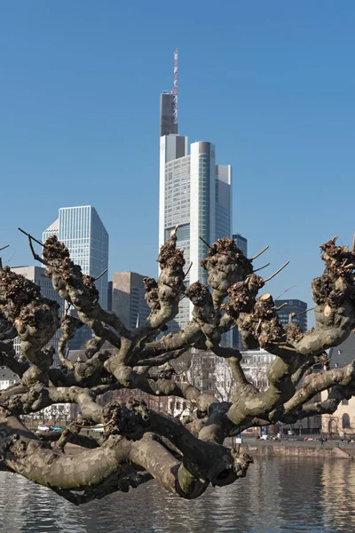 Platanenzweig vor der Frankfurter Skyline — Stockfoto