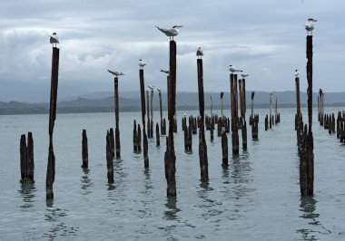 Karayip Denizi Guanacaste ili, Kosta Rika ayağı üzerinde Kraliyet sumru martılar