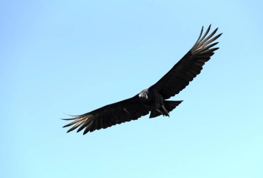 A raven vulture in flight, Drake Bay, Costa Rica clipart