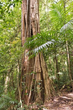 Ağaçlar ve bitkiler içinde Monteverde bulut Forest Reserve, Kosta Rika