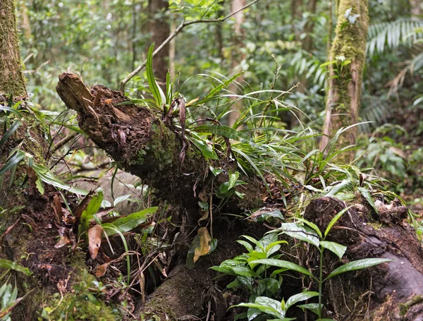 Fák és növények, a Monteverde felhő erdő tartalék, Costa Rica — Stock Fotó