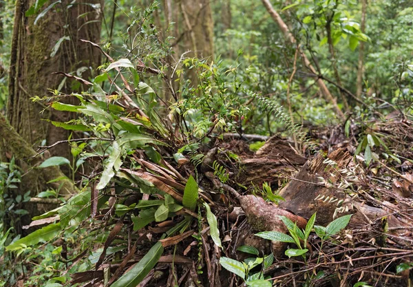 Bäume und Pflanzen im Nebelwaldreservat von Monteverde, Costa Rica — Stockfoto
