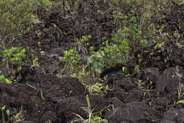 El arenal Kosta Rika lav sahasının öncü bitkiler