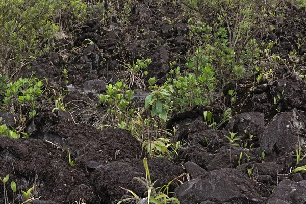 El arenal Kosta Rika lav sahasının öncü bitkiler