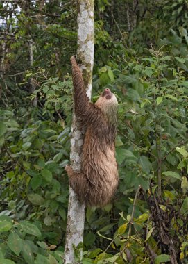 Three-toed sloth at La Fortuna, Costa Rica clipart