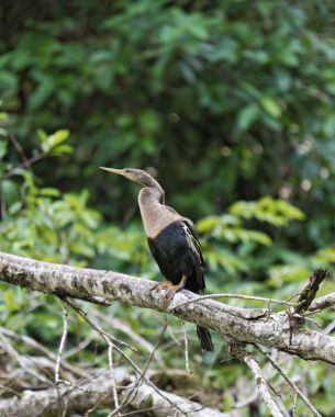 Yılanboyungiller Yılanboyungiller Tortuguero Milli Parkı, Kosta Rika