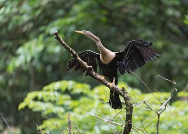 Anhinga with openwings, Anhinga anhinga, Tortuguero National Park, Costa Rica clipart