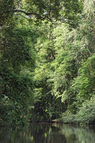 Pequeno rio com costa densamente arborizada no Parque Nacional Tortuguero, Costa Rica — Fotografia de Stock