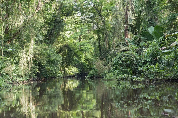 Небольшая река с густым лесистым берегом в национальном парке Тортугеро, Коста-Рика — стоковое фото
