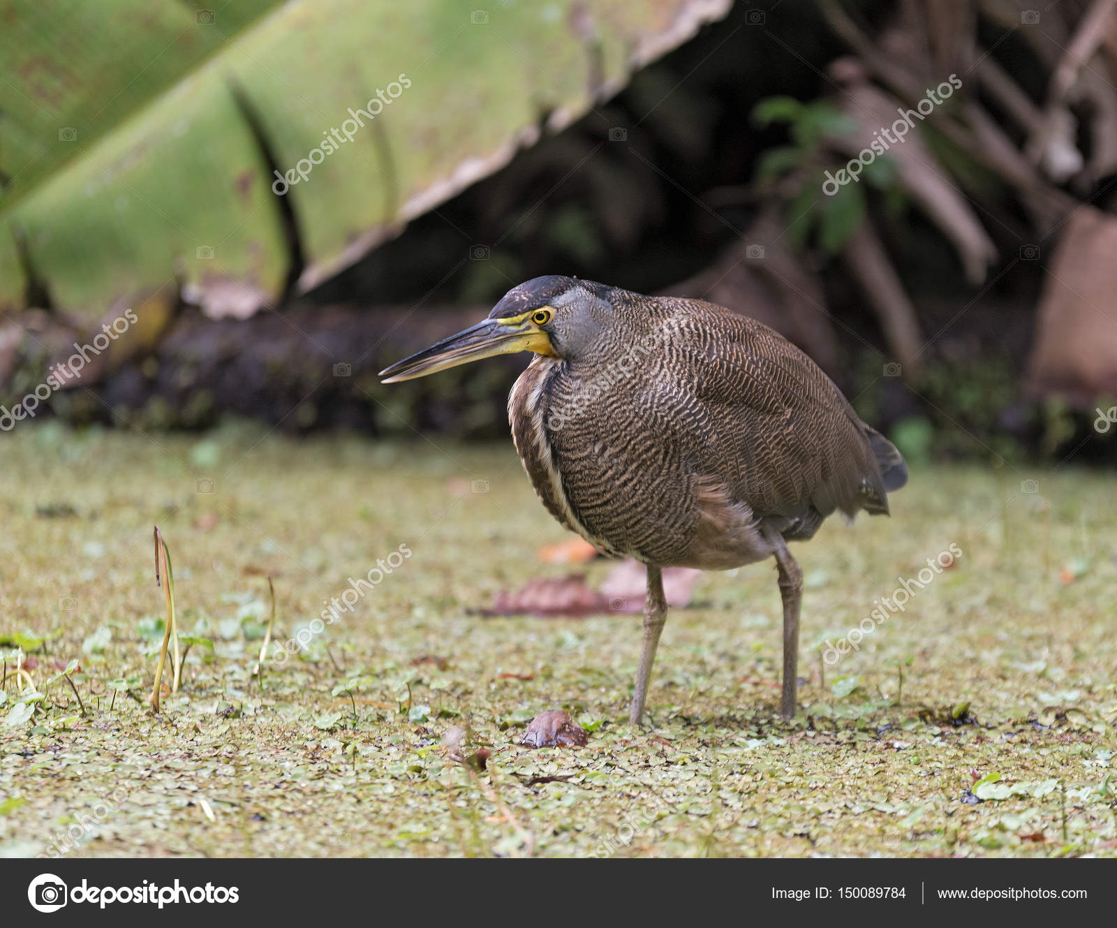 Heron bird hunting on the Tortuguero National Park, Costa Rica — Stock