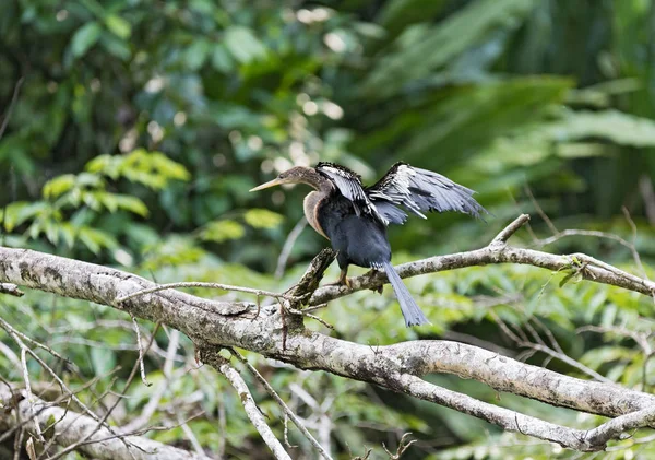 Anhinga with openwings, Anhinga anhinga, Tortuguero National Park, Costa Rica — Stock Photo, Image