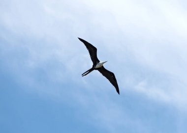 Frigatebird plaj Drake, Kosta Rika yukarıda gökyüzünde