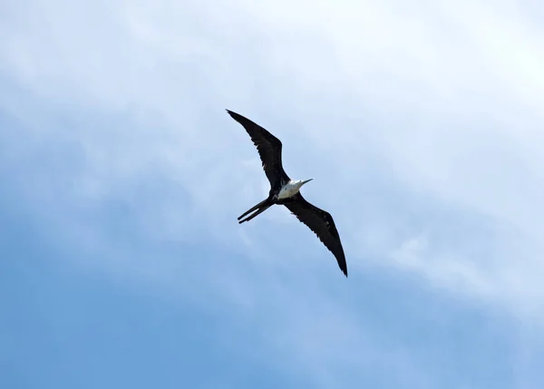 Fregatebird am himmel über dem strand von drake, costa rica — Stockfoto