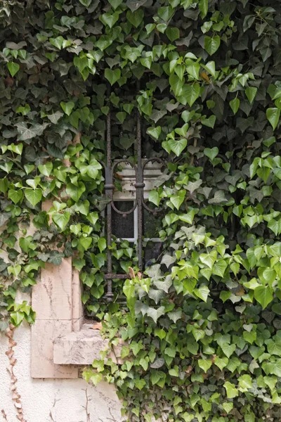 Una vieja ventana con celosía de hierro cultivada con hiedra — Foto de Stock