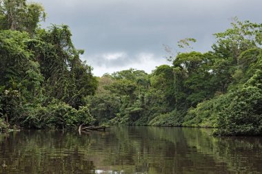 Rainforest on the banks of the Tortuguero river in Tortuguero National Park, Costa Rica clipart
