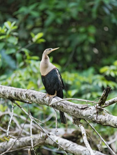 Anhinga anhinga em Tortuguero National Park, Costa Rica — Fotografia de Stock