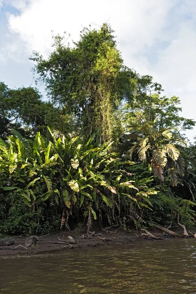 Vegetação tropical nas margens do rio Tortuguero no Parque Nacional Tortuguero, Costa Rica — Fotografia de Stock
