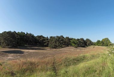 Doğa koruma alanı Schwanheimer dune de Frankfurt am Main, Hesse, Almanya