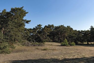 Doğa koruma alanı Schwanheimer dune de Frankfurt am Main, Hesse, Almanya