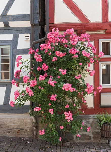 Rosa arbusto en frente de la casa de entramado de madera — Foto de Stock