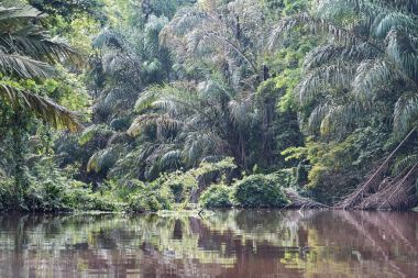 Rainforest on the banks of the tortuguero river in costa rica clipart