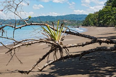 Kosta Rika Pasifik Okyanusu'nda Drake Bay kumsalda