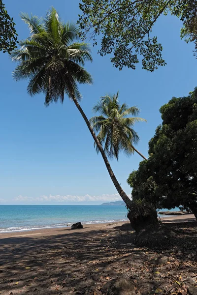 Drake, Kosta Rika sahilde Hindistan cevizi avuç içi — Stok fotoğraf