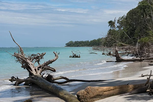 해변에 푼 타 만사 니요, 코스타리카에서 죽은 나무 — 스톡 사진