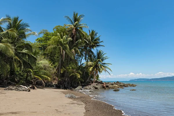 Palmiers sur la plage de Drake Bay, Costa Rica — Photo