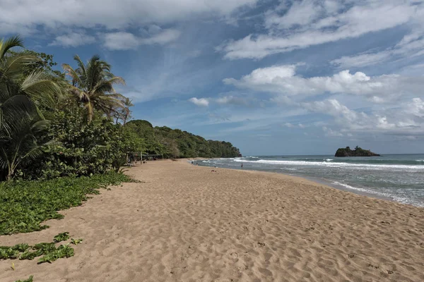 Palmiye ağaçları huzurlu bir plaj, Karayip Denizi, Puerto Viejo de Talamanca, Kosta Rika — Stok fotoğraf