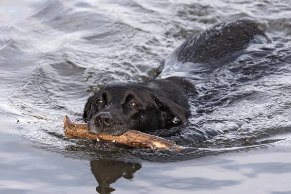 swimming black labrador retriever with big stick in the mouth