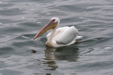 Yüzme büyük beyaz Pelikan Walvis Bay, Namibia