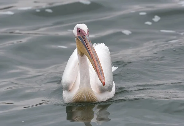 Купание Большой Белый Пеликан Заливе Уолвис Намибия — стоковое фото