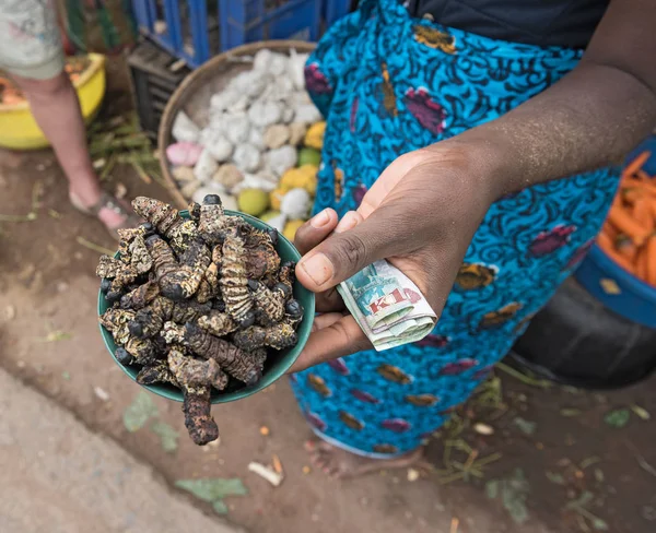 Small Bowl Roasted Mopane Caterpillar Gonimbrasia Belina Market Livingstone Zambia — Stock Photo, Image
