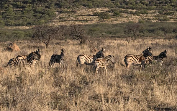 Pequeno Rebanho Zebras Nas Montanhas Erongo Namíbia — Fotografia de Stock